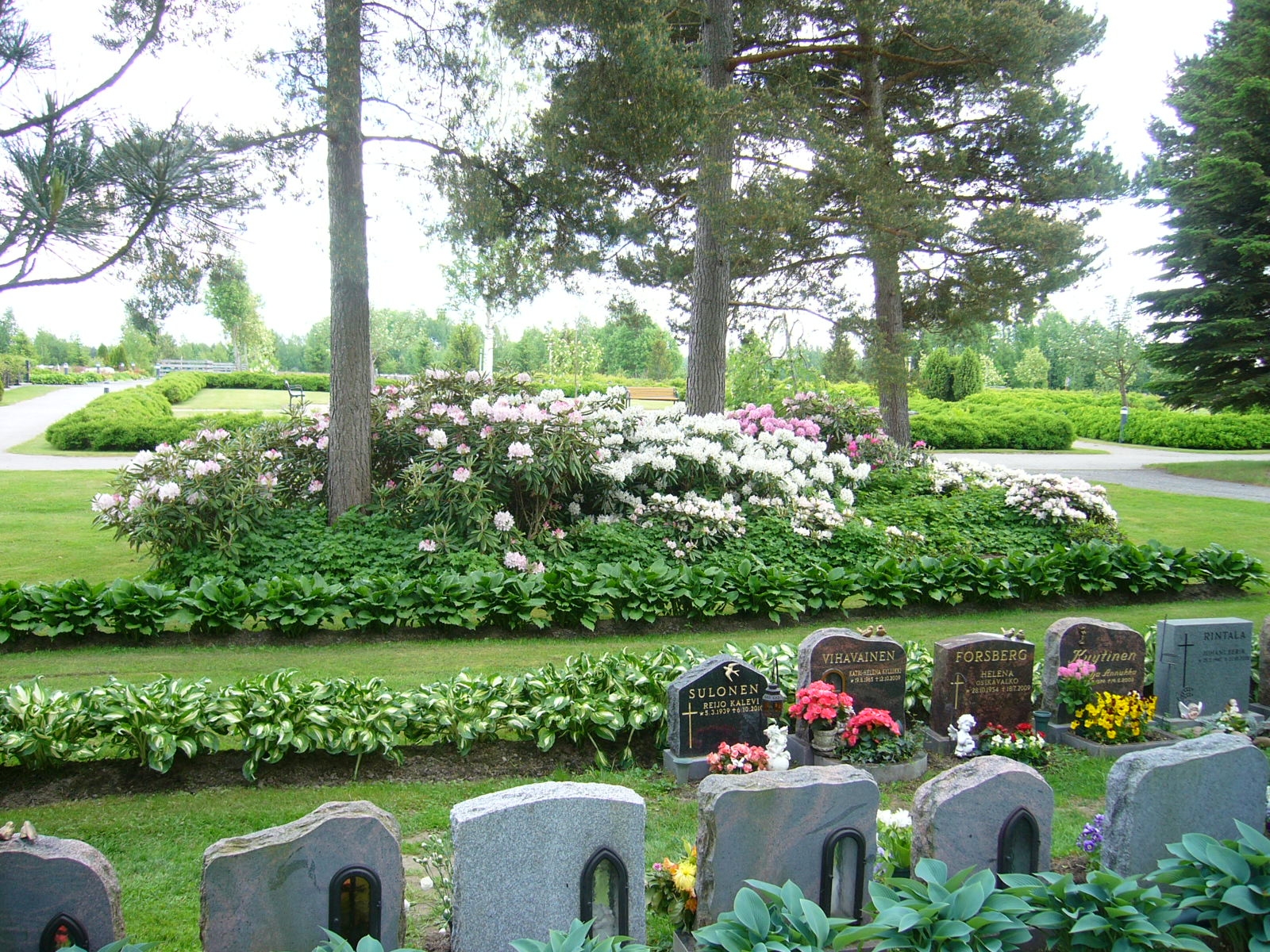 Alppiruusut kukkivat hautausmaalla. Etualalla hautakiviä.